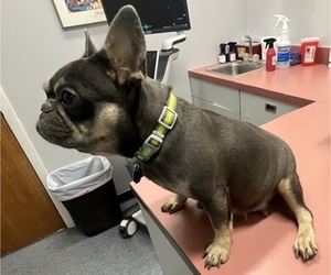 Mother of the French Bulldog puppies born on 11/11/2025