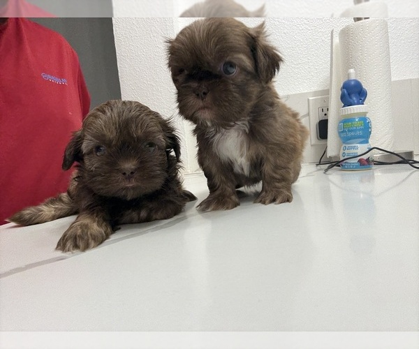 Medium Photo #5 Shih Tzu Puppy For Sale in DEL VALLE, TX, USA
