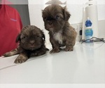 Small #4 Shih Tzu