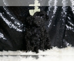 Medium Poodle (Toy)