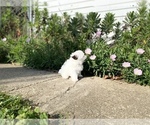 Small Photo #5 Havanese Puppy For Sale in OTWAY, OH, USA