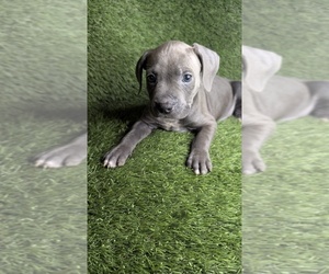 American Bully Puppy for sale in GROVETOWN, GA, USA