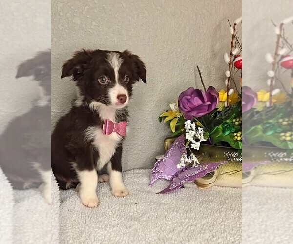 Medium Photo #1 Miniature Australian Shepherd Puppy For Sale in JASONVILLE, IN, USA