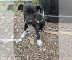 Mutt Dogs for adoption in San Antonio, TX, USA