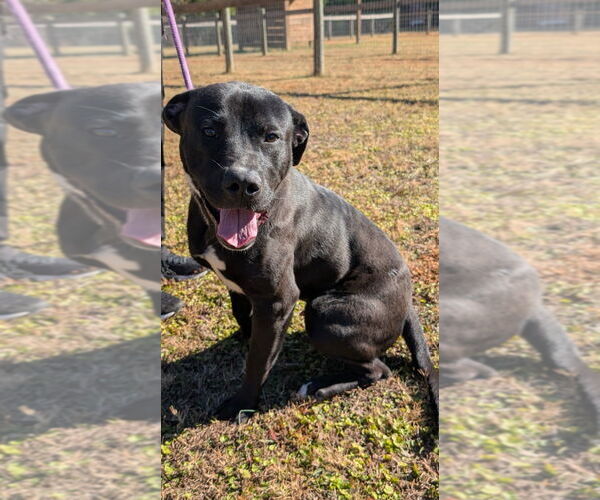 Medium Photo #3 Labrador Retriever-Unknown Mix Puppy For Sale in Canton, CT, USA