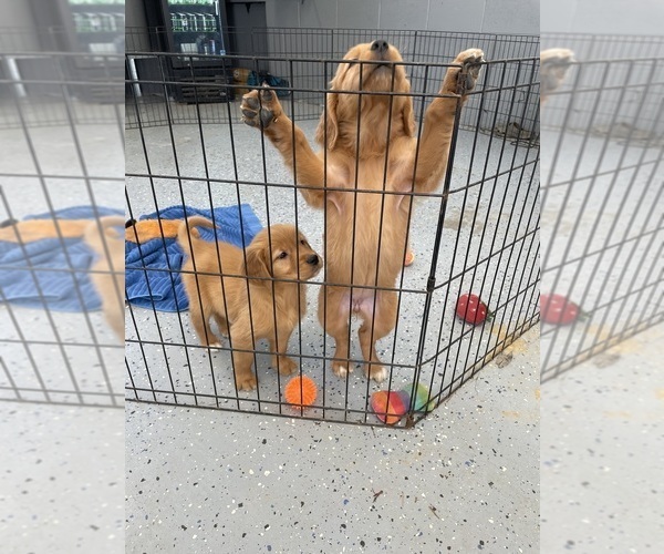 Medium Photo #2 Golden Retriever Puppy For Sale in SUFFOLK, VA, USA