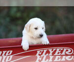Small Photo #5 Pyredoodle Puppy For Sale in EATONTON, GA, USA