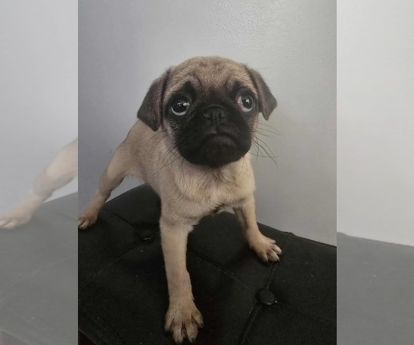 Medium Photo #8 Pug Puppy For Sale in DEARBORN HEIGHTS, MI, USA