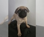 Small #7 Pug