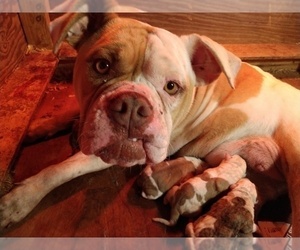 Mother of the American Bulldog puppies born on 05/25/2019