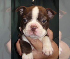 Boston Terrier Puppy for sale in CRKD RVR RNCH, OR, USA