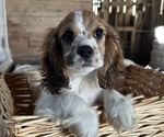 Puppy Harry Cocker Spaniel