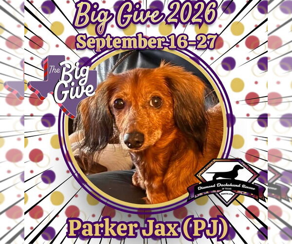 Medium Photo #1 Dachshund Puppy For Sale in San Antonio, TX, USA