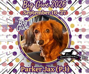 Dachshund Dogs for adoption in San Antonio, TX, USA