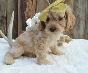 Cock-A-Poo Puppy for sale in HONEY BROOK, PA, USA