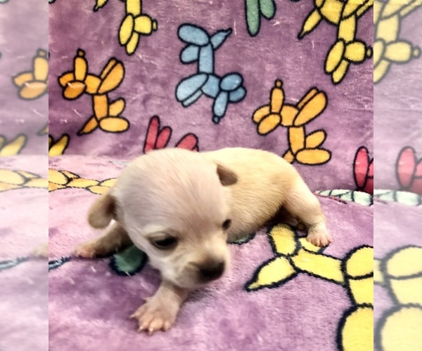 Medium Photo #8 Chihuahua Puppy For Sale in SHERMAN, TX, USA