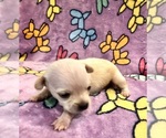 Small #7 Chihuahua