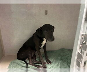 Italian Greyhound-Unknown Mix Dogs for adoption in Ocala, FL, USA