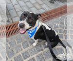Small Photo #6 Pointer-Retriever  Mix Puppy For Sale in Washington, DC, USA