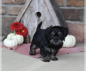 YorkiePoo Puppy for sale in MILLERSBURG, OH, USA