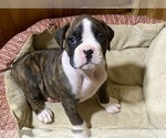 Puppy Puppy 4 Boxer