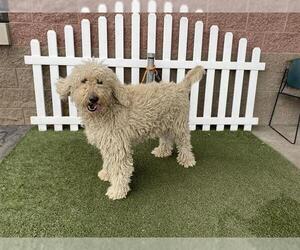 Poodle (Standard) Dogs for adoption in Modesto, CA, USA