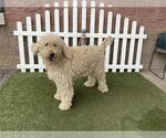 Small Poodle (Standard)