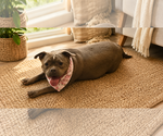 Small #2 American Bulldog Mix