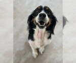 Small Cocker Spaniel-English Springer Spaniel Mix