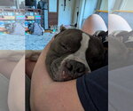 Small #2 American Staffordshire Terrier