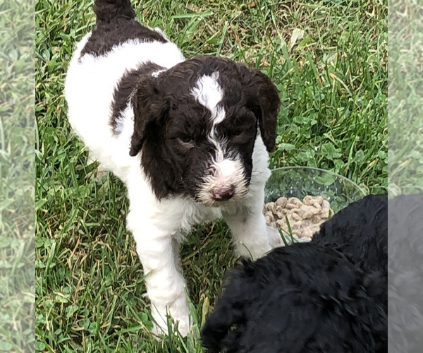 Medium Photo #2 Poodle (Standard) Puppy For Sale in CANTON, NC, USA