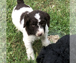 Small Photo #2 Poodle (Standard) Puppy For Sale in CANTON, NC, USA