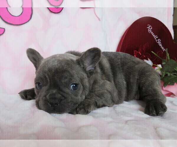 Medium Photo #2 French Bulldog Puppy For Sale in SHILOH, OH, USA