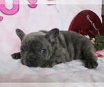 Small Photo #2 French Bulldog Puppy For Sale in SHILOH, OH, USA
