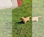 Small Photo #2 Golden Retriever Puppy For Sale in KNOXVILLE, TN, USA