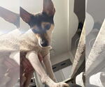 Small #2 Rat Terrier Mix