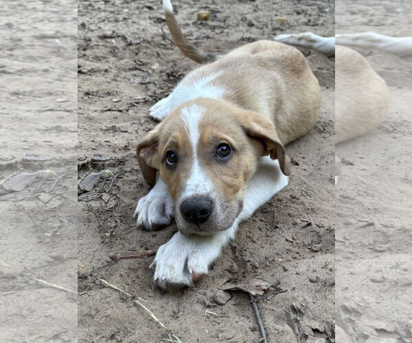 Medium Photo #5 Shepradors Puppy For Sale in McKinney, TX, USA