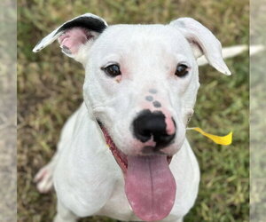Snoopy - Male Pointer-Unknown Mix Dog for Adoption