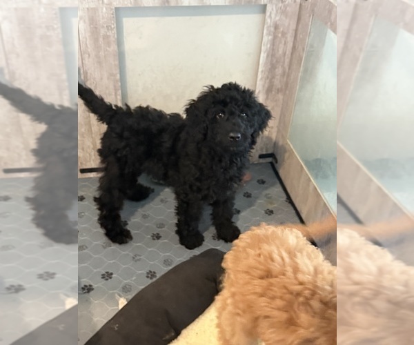 Medium Photo #4 Goldendoodle mix (+ Poodle Standard) Puppy For Sale in CLARKSVILLE, TN, USA