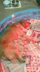 Mother of the Golden Retriever puppies born on 11/27/2018