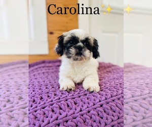 Shih Tzu Puppy for sale in ALGOOD, TN, USA