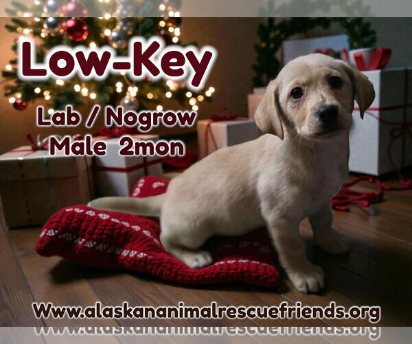 Medium Photo #1 Labrador Retriever-Unknown Mix Puppy For Sale in Anchorage, AK, USA