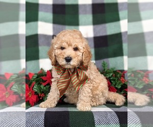 Miniature Labradoodle Puppy for sale in OXFORD, PA, USA