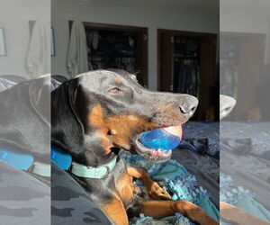 Doberman Pinscher Dogs for adoption in Minneaoplis, MN, USA