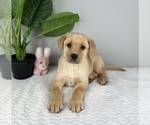 Small Photo #4 Labrador Retriever Puppy For Sale in FRANKLIN, IN, USA