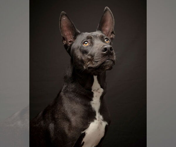 Medium Photo #10 American Pit Bull Terrier-American Staffordshire Terrier Mix Puppy For Sale in Corona, CA, USA