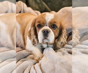 Cavalier King Charles Spaniel Dogs for adoption in Bon Carbo, CO, USA