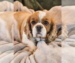 Small Cavalier King Charles Spaniel