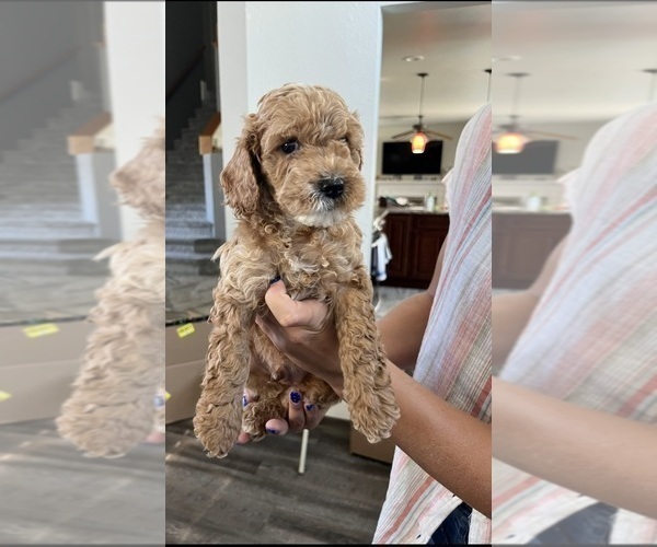 Medium Photo #2 Cock-A-Poo Puppy For Sale in FOLSOM, CA, USA