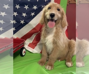 English Cream Golden Retriever-Poodle (Standard) Mix Puppy for sale in DEARBORN, MO, USA